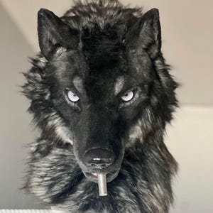 May include: A detailed wolf mask with black and grey fur. The mask has piercing blue eyes and a silver object in its mouth. The wolf's fur is textured, and the mask is mounted on a white base.