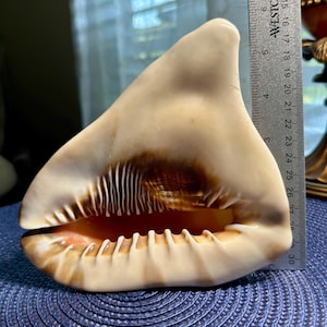 May include: A cream-colored conch shell with dark brown markings and a ridged aperture, positioned next to a metal Westcott ruler that shows the shell stands approximately 6 inches tall. The shell has a smooth, curved exterior surface.