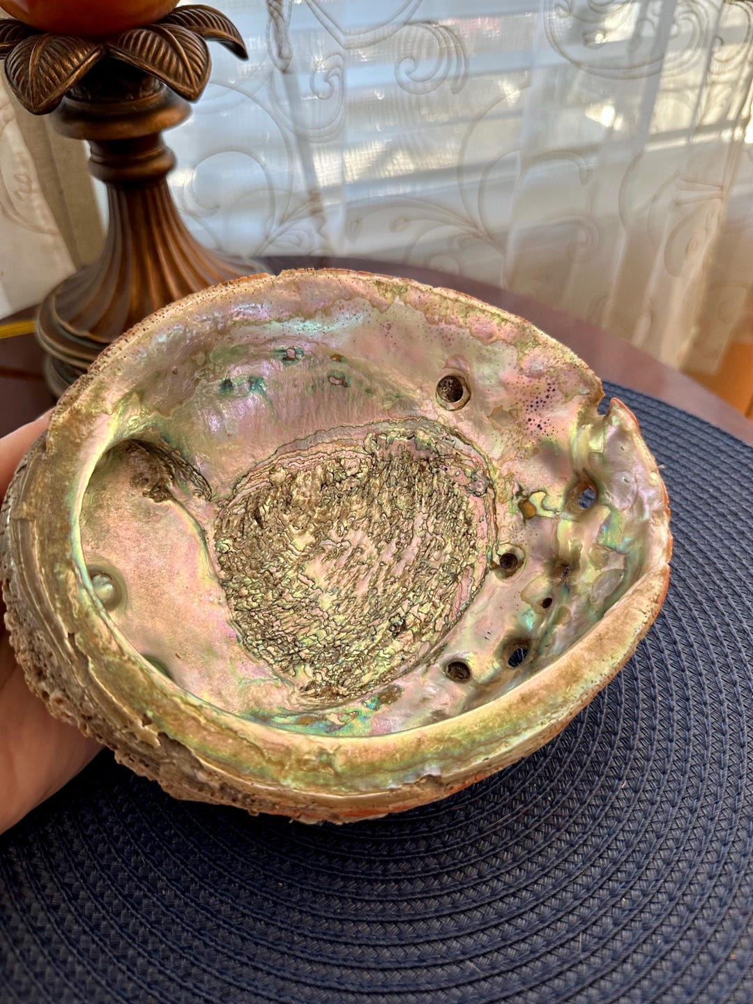 Rare Large Abalone Shell - Etsy
