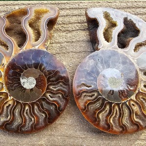 1Pair Madagascar Sea Natural Druzy Ammonite Slice Shell Gemstone Specimen Gift E