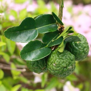 kaffir lime tree