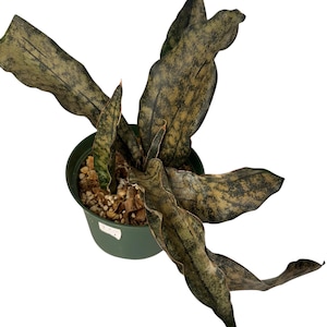 sansevieria ton cuivre
