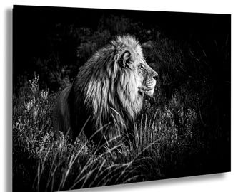 Lion Portrait Print, Black and White Wildlife Photography, Safari Wall Art