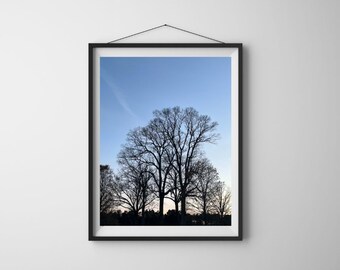 Silhouette of Trees Original Print: Fine Art Photography