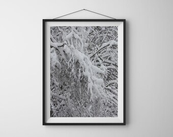 Snowy Branches Original Print: Nature Photography