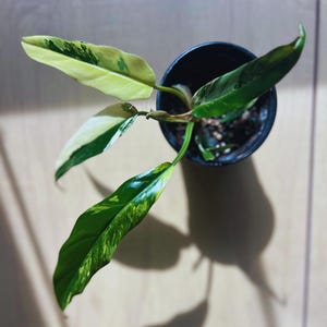 SALE!!! Philodendron Caramel Marble Variegated
