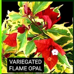 Just Bougies: Rare Root Grafted Bougainvillea - Ships in the US, Few Available!