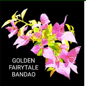 Just Bougies: Rare Root Grafted Bougainvillea - Ships in the US, Few Available!