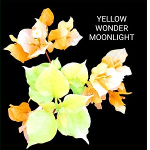 Just Bougies: Rare Root Grafted Bougainvillea - Ships in the US, Few Available!