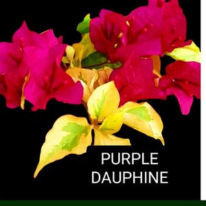 Just Bougies: Rare Root Grafted Bougainvillea - Ships in the US, Few Available!