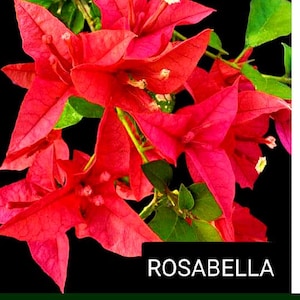 Just Bougies: Rare Root Grafted Bougainvillea - Ships in the US, Few Available!