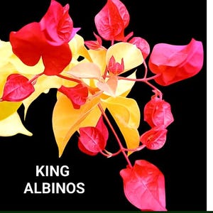 Just Bougies: Rare Root Grafted Bougainvillea - Ships in the US, Few Available!