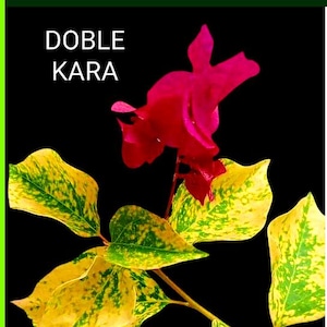 Just Bougies: Rare Root Grafted Bougainvillea - Ships in the US, Few Available!