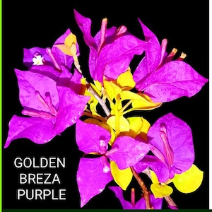 Just Bougies: Rare Root Grafted Bougainvillea - Ships in the US, Few Available!