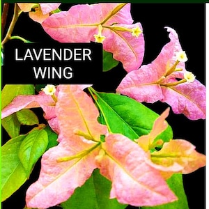 Just Bougies: Rare Root Grafted Bougainvillea - Ships in the US, Few Available!