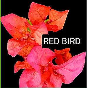 Just Bougies: Rare Root Grafted Bougainvillea - Ships in the US, Few Available!