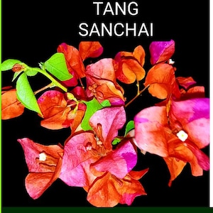 Just Bougies: Rare Root Grafted Bougainvillea - Ships in the US, Few Available!