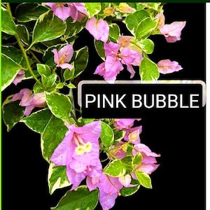 Just Bougies: Rare Root Grafted Bougainvillea - Ships in the US, Few Available!