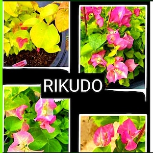 Just Bougies: Rare Root Grafted Bougainvillea - Ships in the US, Few Available!