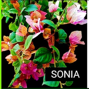 Just Bougies: Rare Root Grafted Bougainvillea - Ships in the US, Few Available!