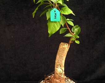 Rare Miki Bougainvillea Root-grafted Starter, Ships in USA | Just