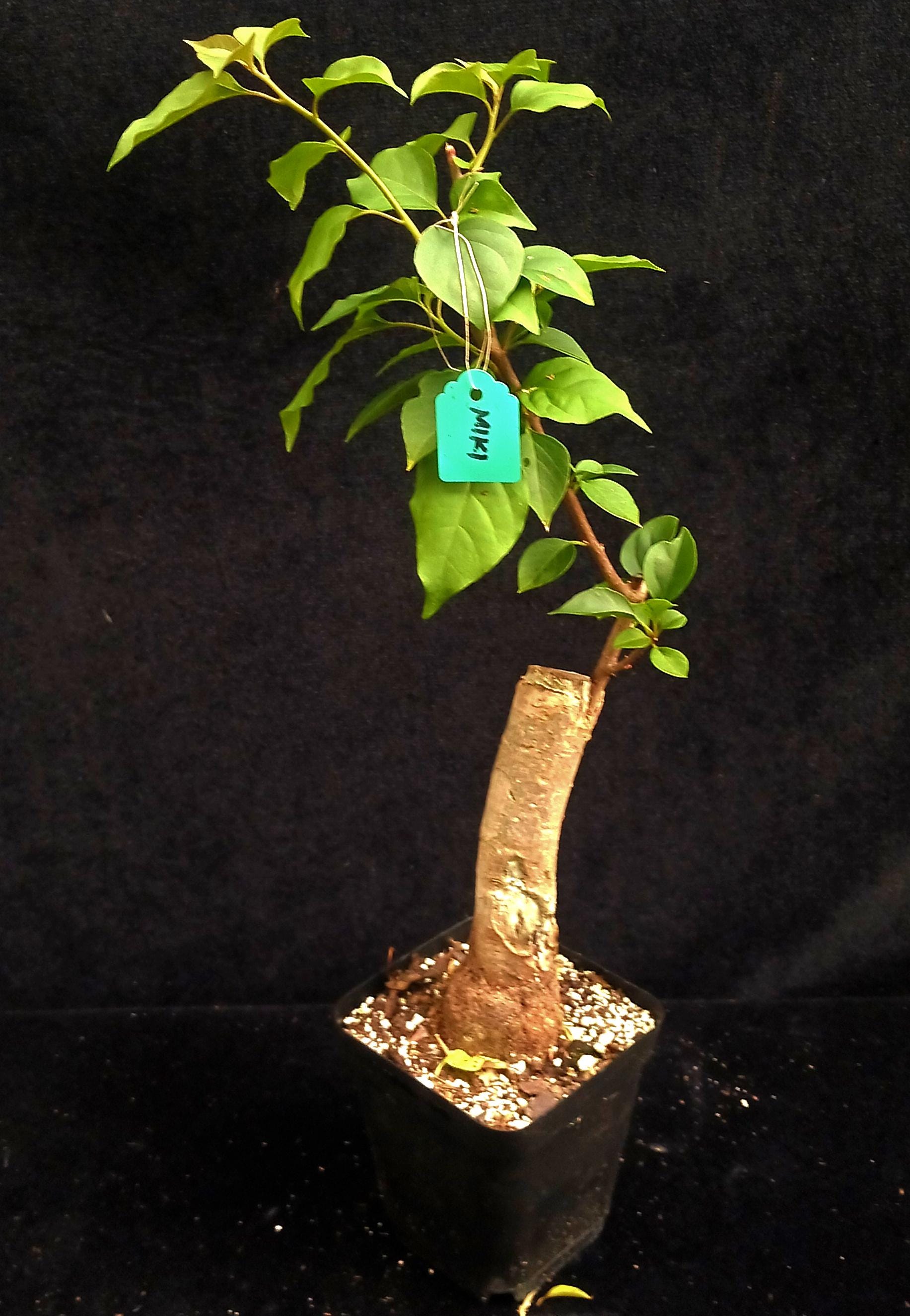 Rare Miki Bougainvillea Root-grafted Starter, Ships in USA | Just