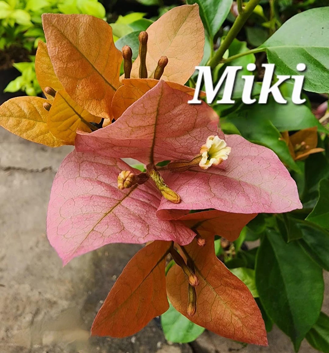 mikiブーゲンビリア il_1080xN.7280907369_gcg1.jpg