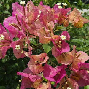 mikiブーゲンビリア Rare Miki Bougainvillea Root-grafted Starter, Ships in USA | Just