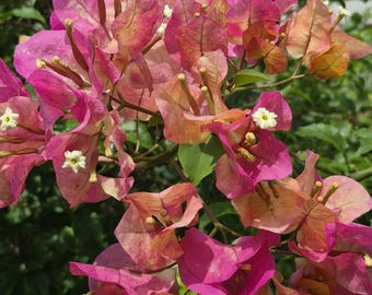 mikiブーゲンビリア Rare Miki Bougainvillea Root-grafted Starter, Ships in USA | Just