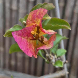 mikiブーゲンビリア Rare Miki Bougainvillea Root-grafted Starter, Ships in USA | Just
