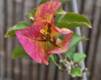 Rare Miki Bougainvillea Root-grafted Starter, Ships in USA | Just