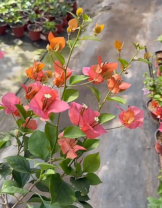 Rare Miki Bougainvillea Root-grafted Starter, Ships in USA | Just