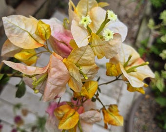 mikiブーゲンビリア Rare Miki Bougainvillea Root-grafted Starter, Ships in USA | Just