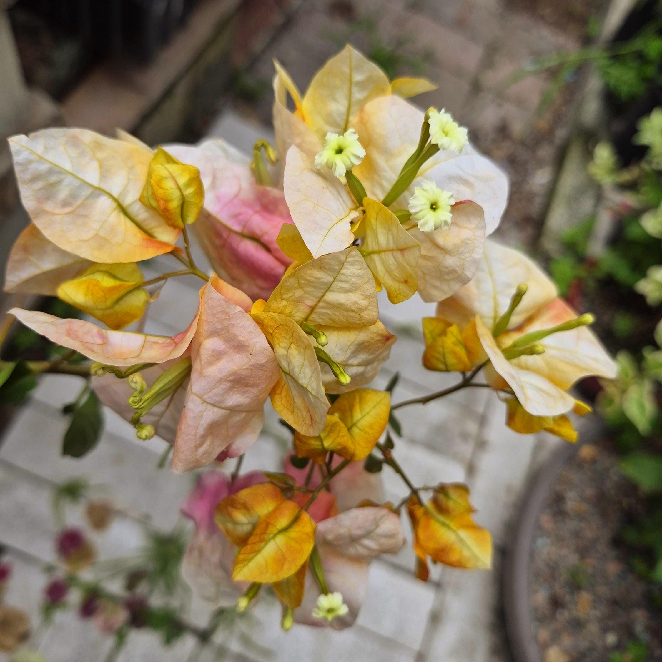 Yellow Bougainvillea - Etsy