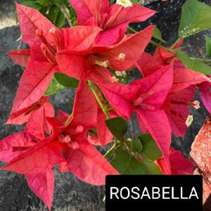Just Bougies: Rare Root Grafted Bougainvillea - Ships in the US, Few Available!