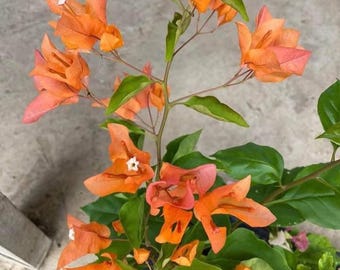 Rare Miki Bougainvillea Root-grafted Starter, Ships in USA | Just