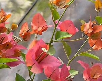 Rare Miki Bougainvillea Root-grafted Starter, Ships in USA | Just