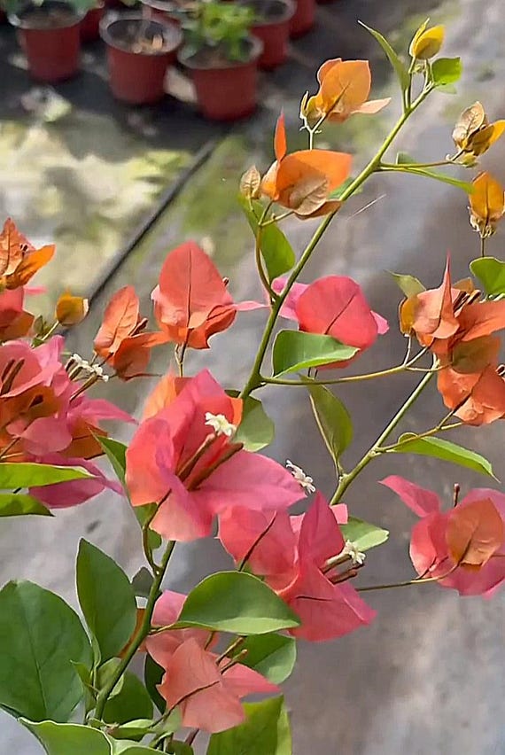 Rare Miki Bougainvillea Root-grafted Starter, Ships in USA | Just