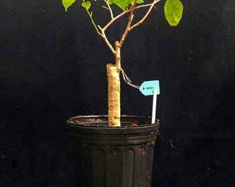 Rare Miki Bougainvillea Root-grafted Starter, Ships in USA | Just