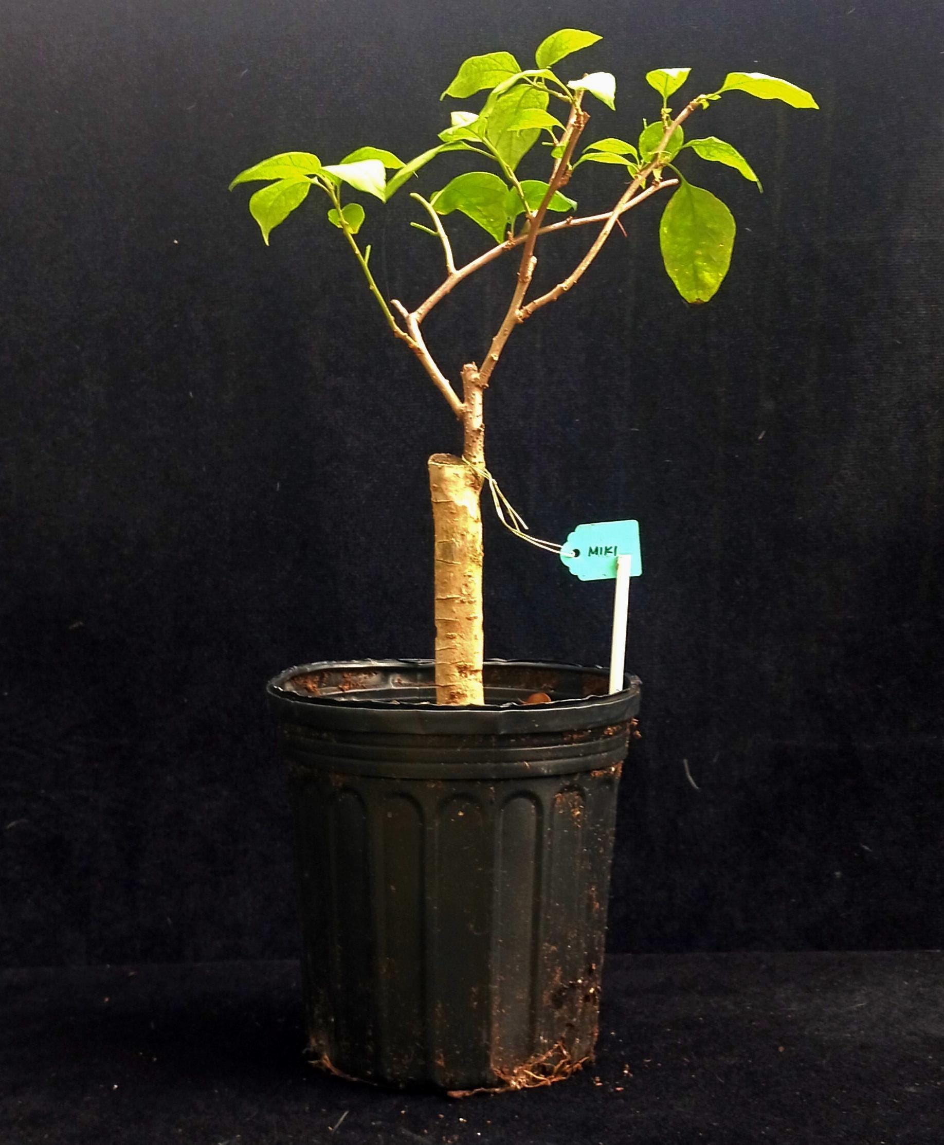 Rare Miki Bougainvillea Root-grafted Starter, Ships in USA | Just