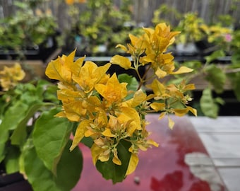 Rare Miki Bougainvillea Root-grafted Starter, Ships in USA | Just