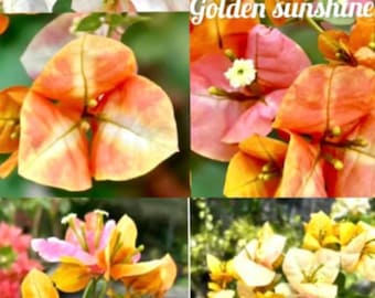 mikiブーゲンビリア Rare Miki Bougainvillea Root-grafted Starter, Ships in USA | Just