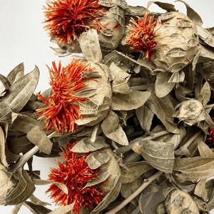 Könnte beinhalten: Ein Bündel getrockneter Färberdistelblüten mit leuchtend orange-roten, stacheligen Blütenblättern, die aus blassgrünen, papierartigen Kelchen und getrocknetem Laub hervorgehen. Das Arrangement zeigt mehrere Blütenköpfe in verschiedenen Stadien.