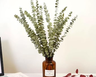 Ramas de eucalipto secas – 30–40 cm | Juego de 5 / 10