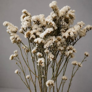 Trockenblumen Statice Creme, Naturbund für Boho Deko, Hochzeit & Vase, Getrocknete Blumen