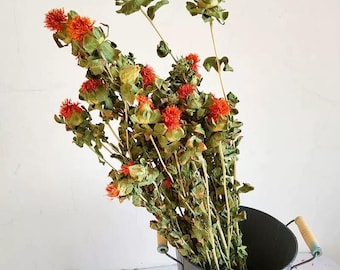 Suszony pomarańczowy krokosz | Bukiet z suszonych kwiatów | Dekoracja wazonu w stylu boho | Naturalne kwiaty | Jesienna dekoracja