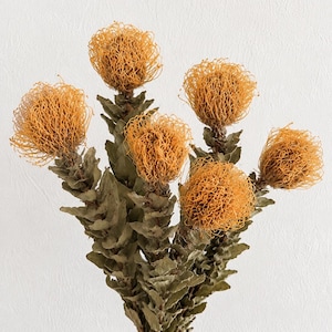 Könnte beinhalten: Ein Strauß aus sechs getrockneten Protea-Blüten mit kugelförmigen, goldgelben, drahtartigen Blütenköpfen auf stabilen, holzigen Stielen, die mit kleinen, gezackten, olivgrünen Blättern besetzt sind und eine natürliche, konservierte Textur aufweisen.