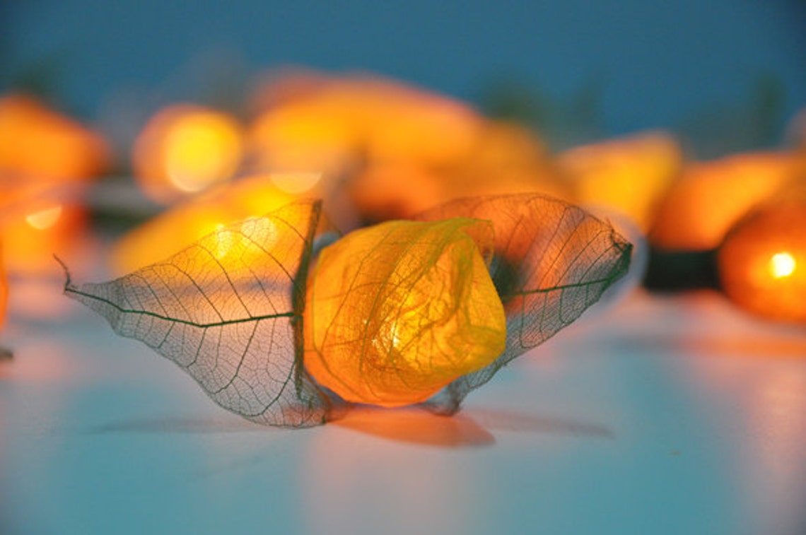 Orange Rose String Lights for Patioweddingparty and Etsy