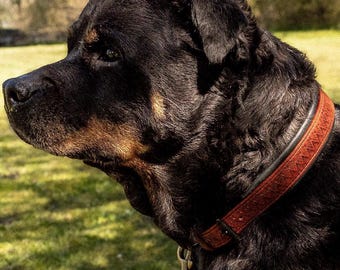 Collare per cani in pelle goffrata cucita a mano: conciata al vegetale con morbida imbottitura