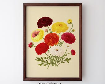 Vintage Ranunculus Print | Botanical Floral Wall Art (Digital Download)